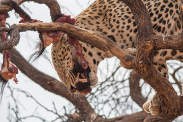 Leopard in the kalahari desert, Namibia, Africa