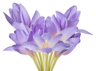 light violet crocus flowers lush bunch on white