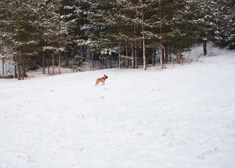 French bulldog puppy standing in snow. Snowy trees in a forest in the background