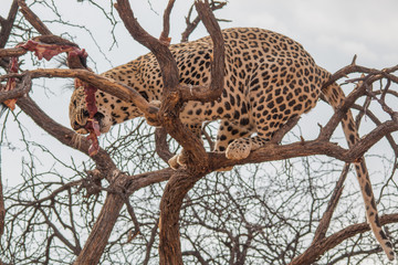 Fototapeta na wymiar Leopard in the kalahari desert, Namibia, Africa