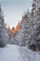 Spruce trees covered with snow by an alley in Winter. Sun shining in the background during sunset