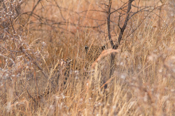 Leopard in the kalahari desert, Namibia, Africa