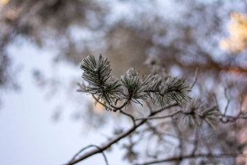 Close up of pine tree branch covered in snow on a cold Winter day. Bokeh, blur and shallow depth of field
