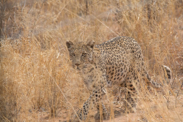 Leopard in the kalahari desert, Namibia, Africa