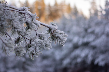 Close up of pine tree branch covered in snow on a cold Winter day. Bokeh, blur and shallow depth of field. Sun shining through trees in the background