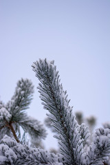 Close up of pine tree branch covered in snow on a cold Winter day. Bokeh, blur and shallow depth of field