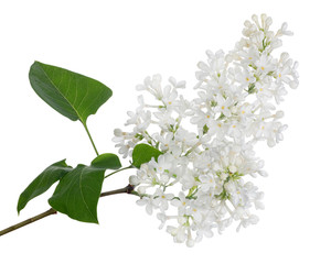 Fototapeta premium isolated pure white lilac with green leaves