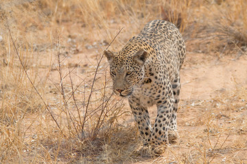 Leopard in the kalahari desert, Namibia, Africa