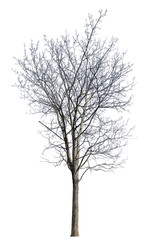 isolated bare dense winter maple tree