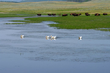 buffalo and pelicans