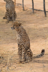 Leopard in the kalahari desert, Namibia, Africa