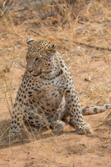 Leopard in the kalahari desert, Namibia, Africa