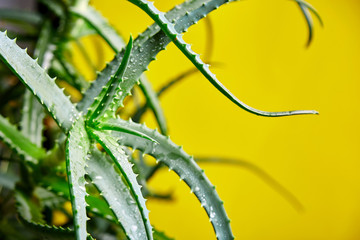 Aloe vera is a popular medicinal plant for health and beauty, on a yellow background. Useful herbal medicine for skin care and hair care used as treatment, smoothie. Close up of green leaves.