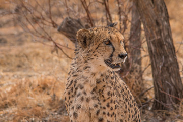 Cheetah in the Kalahari desert, Namibia, Africa