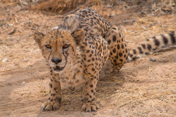 Cheetah in the Kalahari desert, Namibia, Africa