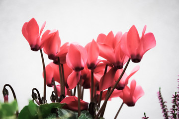 Red Cyclamen flowers on whute background