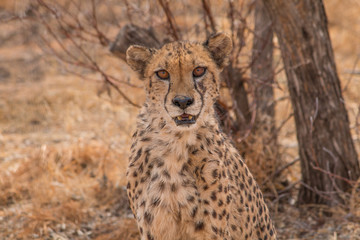 Cheetah in the Kalahari desert, Namibia, Africa