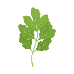 Naklejka premium Parsnip Leaves Vector Illustrated Item. Detailed Agricultural Crop Drawing