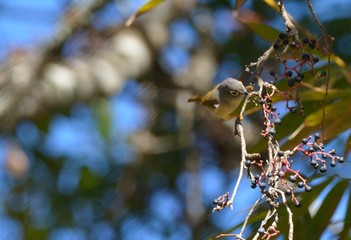 White-eye-framed gray bird (Alcippe morrisonia), a common bird in the mountains of Taiwan