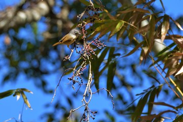 White-eye-framed gray bird (Alcippe morrisonia), a common bird in the mountains of Taiwan