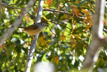 White-eye-framed gray bird (Alcippe morrisonia), a common bird in the mountains of Taiwan