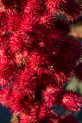 Flower Castor bean common close up