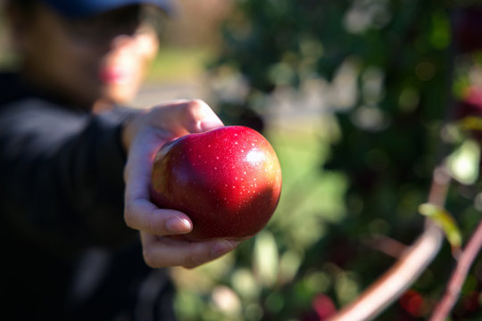 A nice red apple being shown by a fruit picker at a local New England orchard.