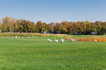 Swans on the large lawn with grass against autumn forest