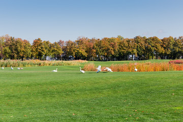 Swans on the large lawn with grass against autumn forest