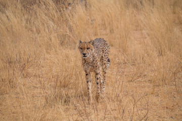 Cheetah in the Kalahari desert, Namibia, Africa