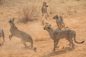 Cheetah in the Kalahari desert, Namibia, Africa