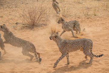 Cheetah in the Kalahari desert, Namibia, Africa