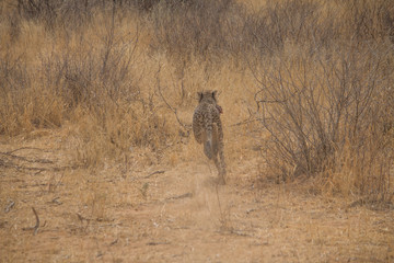 Obraz na płótnie Canvas Cheetah in the Kalahari desert, Namibia, Africa