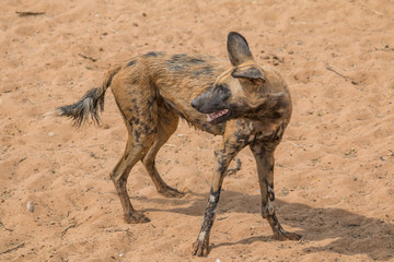 African wild dog in the kalahari, Namibia, Africa