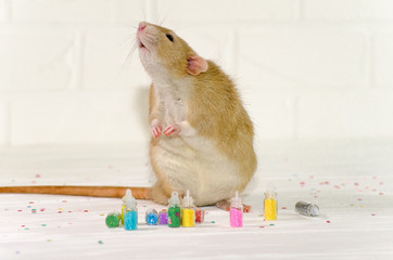 Ginger rat sits on a white background near a bottles with sparkles, a concept for a new year or nail service or for greeting card with copyspace