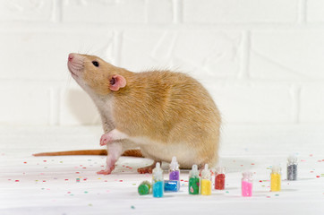 Ginger rat sits on a white background near a bottles with sparkles, a concept for a new year or...