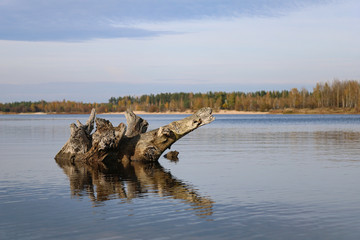 Textured snag in the water. Autumn landscape. Picturesque lake.