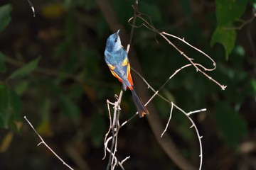 Grey-throated mountaintop bird (Pericrocotus solaris) male orange, female yellow