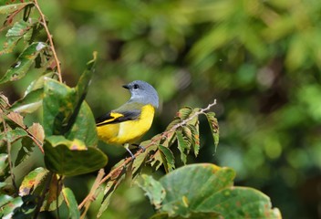 Grey-throated mountaintop bird (Pericrocotus solaris) male orange, female yellow