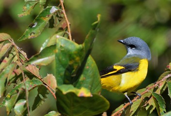 Grey-throated mountaintop bird (Pericrocotus solaris) male orange, female yellow