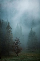 Fototapeta na wymiar Foggy forest in the autumn morning.
