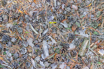 Ground covered with dry branches, needles, cones in pine forest