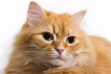 Fototapeta na wymiar Head of lying ginger cat close-up in selective focus
