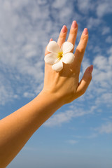 Delicate frangipani flower and elegant female hand.