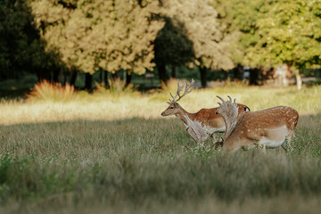 Close up of beautiful young deer in natural park of Migliarino San Rossore Massaciuccoli, Italy 