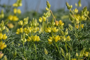 Obraz premium Flowering Yellow Lupine bush in bloom.