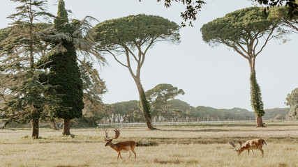 Fototapeta na wymiar Close up of beautiful young deer in natural park of Migliarino San Rossore Massaciuccoli, Italy 