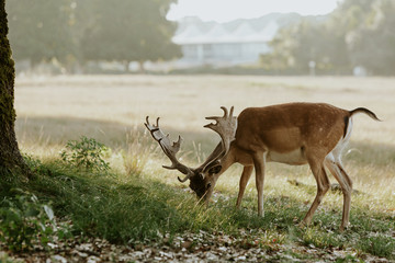 Close up of beautiful young deer in natural park of Migliarino San Rossore Massaciuccoli, Italy 