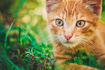 Cute Tabby Red Ginger Cat Sitting In Grass Outdoor