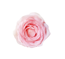 Pink rose flowers with water drops isolated on white background and clipping path  , sweet light petal spiral patterns top view